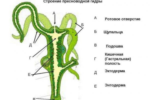 Мега как зайти на сайт в торе